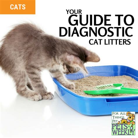 Choosing Citrus Nexuc Litter: A Smart Investment in Your Cat's Paw Health